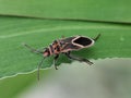 Striking milkweed bug on a vibrant green leaf. Royalty Free Stock Photo