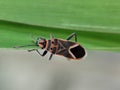 Striking milkweed bug on a vibrant green leaf. Royalty Free Stock Photo