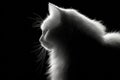 Elegant White Cat Profile with Dramatic Backlighting Royalty Free Stock Photo