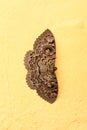 A striking moth, with its intricate patterns and large