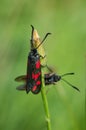 Six-spot Burnet moths on a flower bud