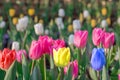 Striking multicolor flowering tulip differs from the many pink b