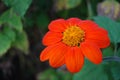 Striking Orange and yellow Flower in green garden Royalty Free Stock Photo