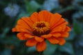 Striking Orange and yellow  Zinnia Flower in green garden with blurred background Royalty Free Stock Photo