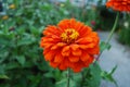 Striking Orange Zinnia Flower in green garden Royalty Free Stock Photo