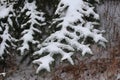 Striking pattern of snow on spruce boughs Royalty Free Stock Photo
