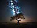 A Lone Tree Silhouetted Against a Starry Sky