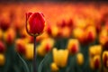 Bold Beauty: A Red Tulip Amongst Yellow