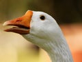 Striking Goose Head Open Beak Close-up Royalty Free Stock Photo