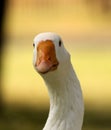 Striking Curious Goose Royalty Free Stock Photo