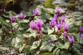 Plants: Close up of striking pink flowers of Alpine Cyclamen. 3