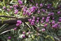 Plants: Close up of striking pink flowers of Alpine Cyclamen. 8