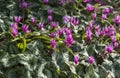 Plants: Close up of striking pink flowers of Alpine Cyclamen. 9