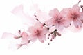 Striking Pink flowers transparent. Generate Ai