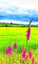 Striking pink foxgloves