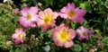 Striking Pink and Golden Wild Roses in the Mountains of Utah