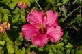 Striking Pink Hibiscus Flower in garden Royalty Free Stock Photo
