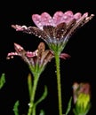After The Rain - Nighttime Flower Shot - Gerbera Daisies
