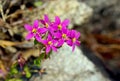 Canchalagua, Centaurium venustum, Yosemite