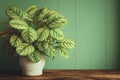 Calathea Orbifolia Royalty Free Stock Photo