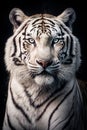 The Enigmatic Beauty -An Intricately Detailed and Strikingly Lit Portrait of a White Bengal Tiger. Generative AI