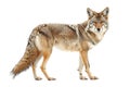 Striking Portrayal of Coyote Against White Backdrop Royalty Free Stock Photo