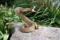 coiled rattle snake on a rock