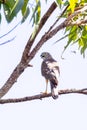 Brown Goshawk in Queensland Australia