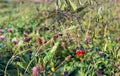 Striking red berries of bittersweet nightshade from close