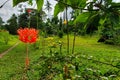 Flower on the Village Path, Kimbe Bay, Papua New Guinea