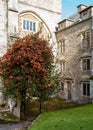 Striking Red Leaved Tree Grows in the Grounds of Ancient Abbey