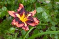 Striking red Reblooming Daylily flower blooms, vibrant color contrasting beautifully against the lush green foliage of the garden.