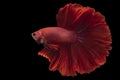 Striking red tones and intricate patterns, this betta fish stands out as a vibrant and captivating aquatic