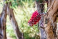 Striking red western australian wildflower growing from tree trunk