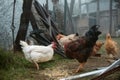 Vibrant Rooster in Misty Landscape