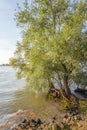 Striking roots of a willow tree at the edge of a wide river Royalty Free Stock Photo