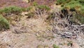 Deserted Vegetation Corner with Dried and Burnt Branches Under Extreme Heat