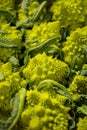Striking shapes and spirals formed by Romanesco broccoli also known as Roman cauliflower Royalty Free Stock Photo