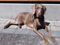 Striking short-haired silver-tan Weimaraner