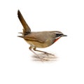 Siberian Ruby Throat on the ground with tail raised, displaying its vivid red throat and alert posture against a clean white Royalty Free Stock Photo
