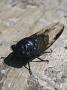 Striking Side Profile of a Black Tropical Cicada Royalty Free Stock Photo
