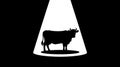Silhouette of a cow illuminated by a spotlight on a black background representing the concept of focus or attention Royalty Free Stock Photo