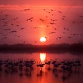 flamingos in a lake at sunrise