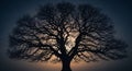 Silhouette of a large, ancient, bare tree with intricate branches against a dramatic sunset sky Royalty Free Stock Photo