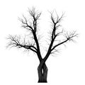 Striking silhouette of a twisted tree with intertwined branches against a stark white background Royalty Free Stock Photo