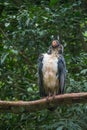 Striking South American King Vulture bird with orange beak Royalty Free Stock Photo