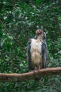 Striking South American King Vulture bird with orange beak Royalty Free Stock Photo