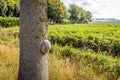 Striking spherical callus formation on the rough bark of a tree Royalty Free Stock Photo