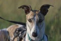 Striking sunset portrait of pet greyhound, face half lit half shadow