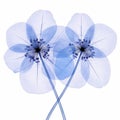 Striking Symmetrical Blue Flower Illustration On White Background
